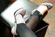 Foto di Mistress Dea Isabella